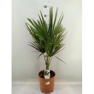 Trachycarpus fortunei