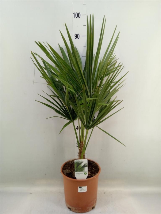 <h4>Trachycarpus fortunei</h4>