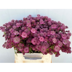 Astrantia Purple Sensation