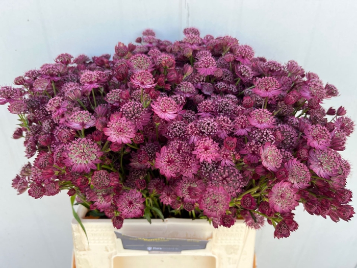 <h4>Astrantia Purple Sensation</h4>