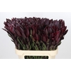 Leucadendron Saf Sunset Dark R.