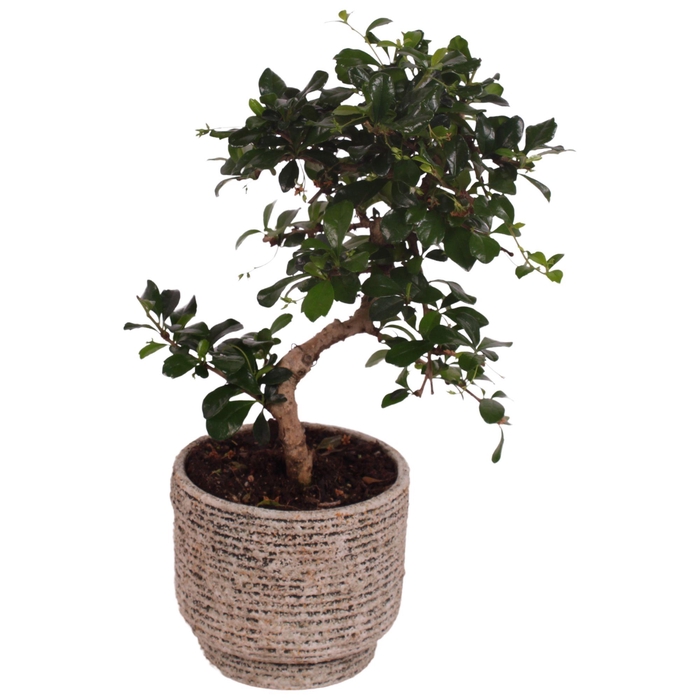 <h4>Bonsai Indoor Mix Ø12cm S-Shape in Ø 14cm Ceramic NT567</h4>