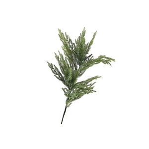 Cryptomeria Spray Green