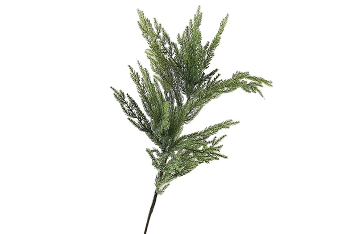 <h4>Cryptomeria Spray Green</h4>