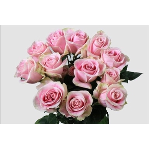 Rosa ec rosita vendela