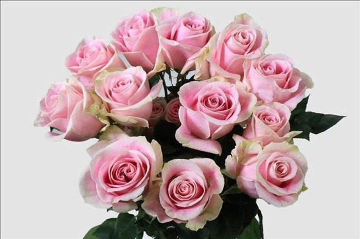 <h4>Rosa ec rosita vendela</h4>