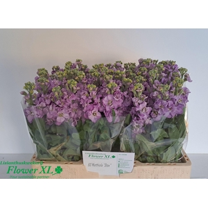 MATTH IMPALA LAVENDE