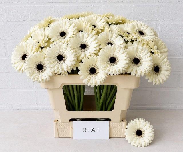 <h4>GE MI OLAF</h4>