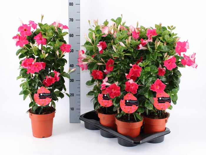 <h4>MANDE QOS HOT PINK</h4>