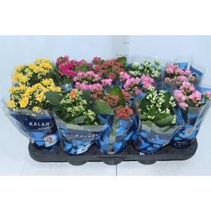 KALANCHOE DOBRADO P11