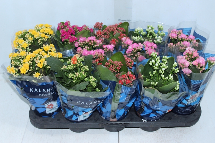 <h4>KALANCHOE DOBRADO P11</h4>