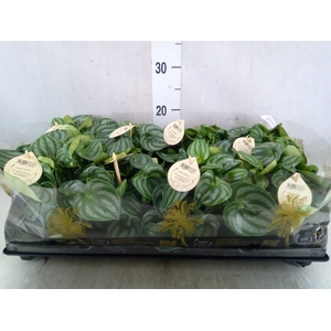 Peperomia