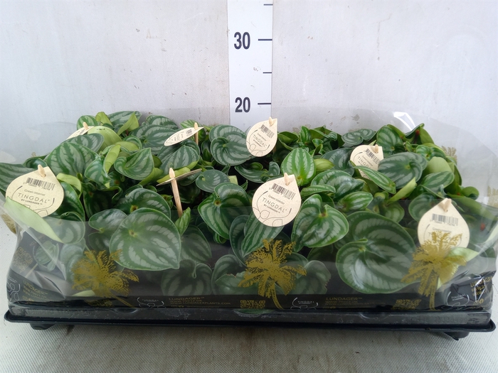 <h4>Peperomia</h4>