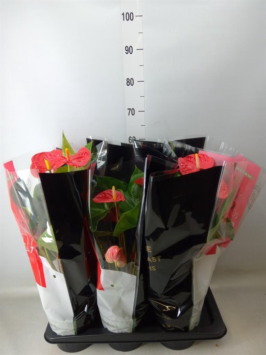 <h4>Anthurium andr. 'Madural'</h4>