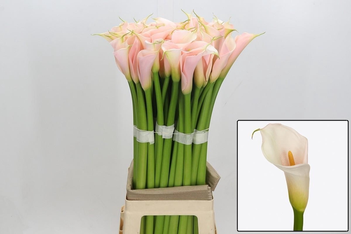 <h4>ZANT AE EYD SALMON</h4>