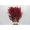 Bromelia Red Paloma