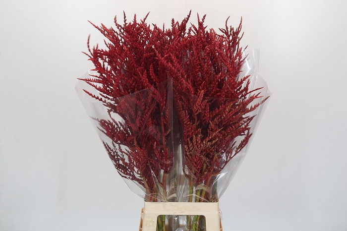 <h4>Bromelia Red Paloma</h4>
