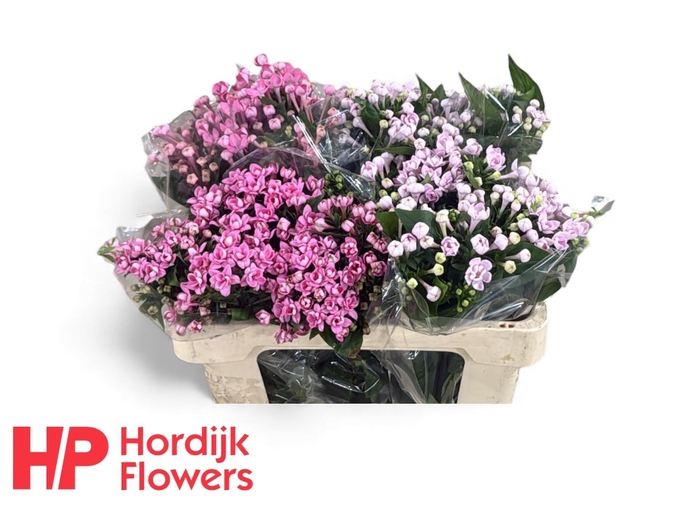 <h4>BOU DU GEM IN FUST</h4>