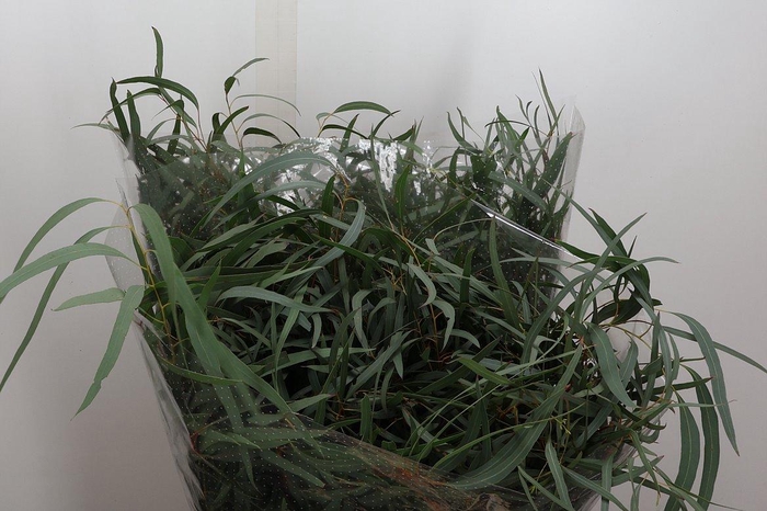 <h4>Euca Nicoli Lang 300 Gr</h4>