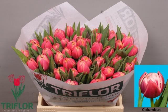 <h4>TU DU COLUMBUS</h4>