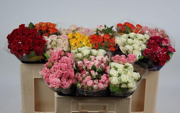 <h4>R TR GEM IN FUST</h4>