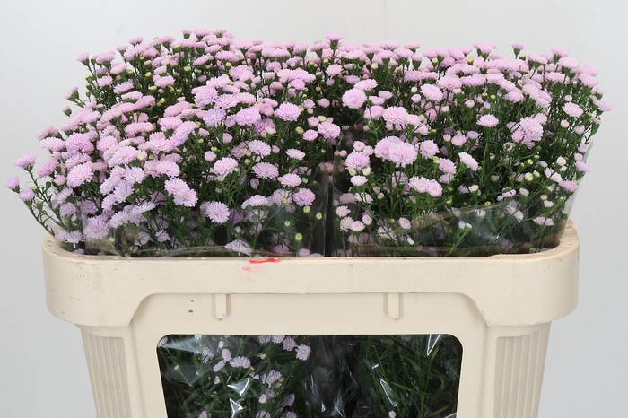 <h4>Aster Baby Pink Pearl</h4>