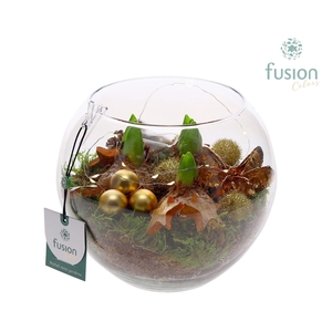 Glazen Vissenkom Kerst met Hyacinthus