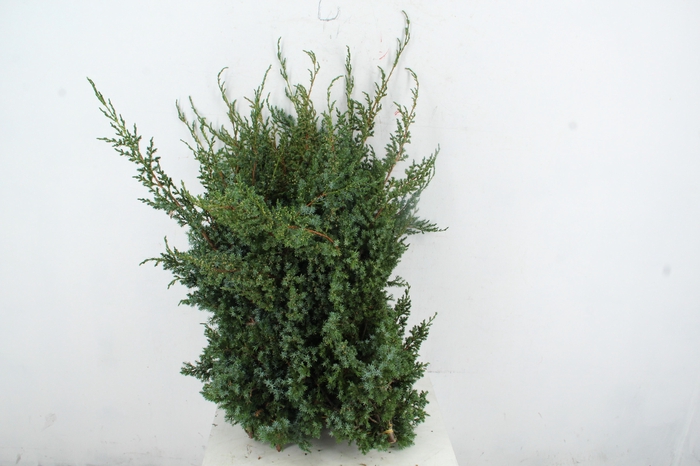 <h4>CONIFEER MEYERI 5KG</h4>