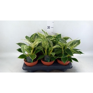 Philodendron   ...