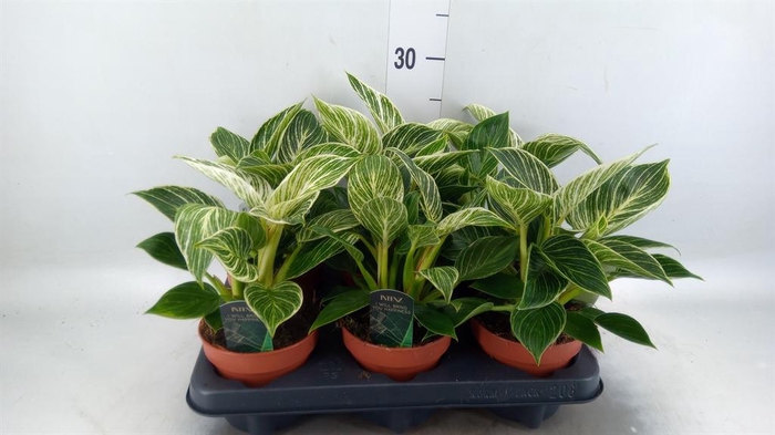 <h4>Philodendron   ...</h4>