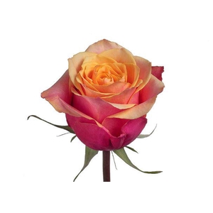 R GR CHERRY BRANDY