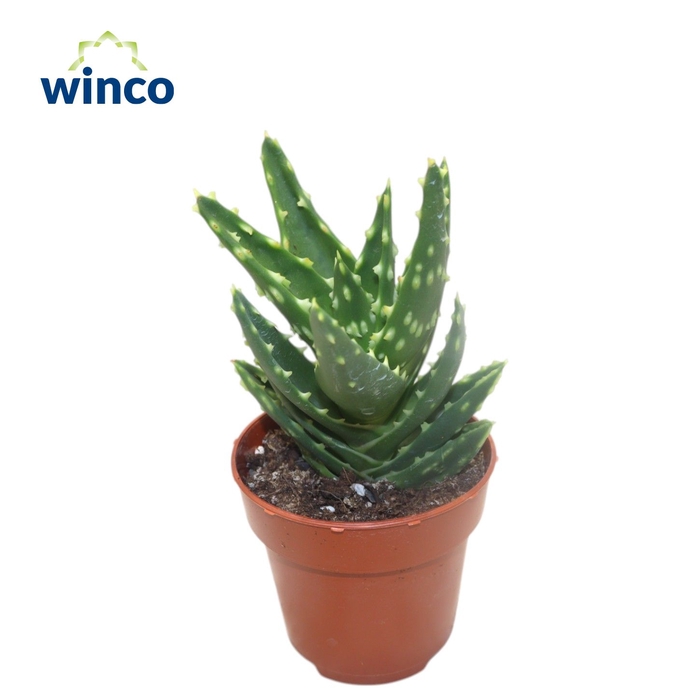 <h4>Aloe Mitriformis</h4>