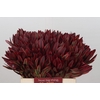 Leucadendron Jester