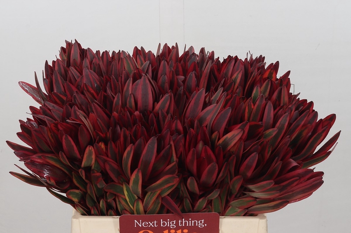 Leucadendron Jester