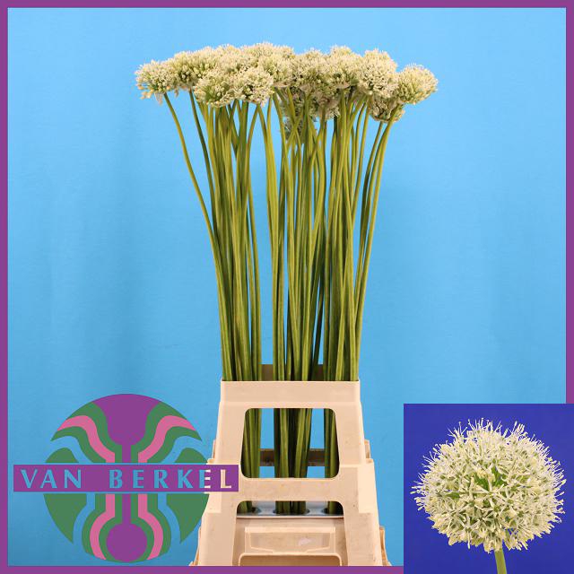 ALLIUM MOUNT EVEREST