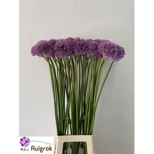Allium Gladiator