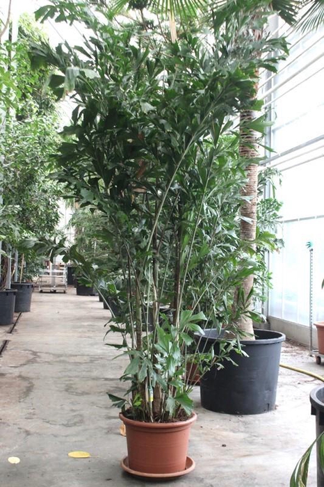 <h4>Caryota mitis</h4>