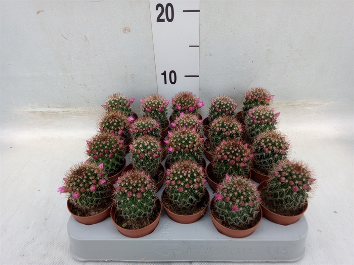 <h4>Mammillaria ernestii</h4>