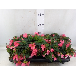 Begonia boliv. 'Angel Pink'