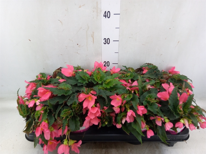 <h4>Begonia boliv. 'Angel Pink'</h4>