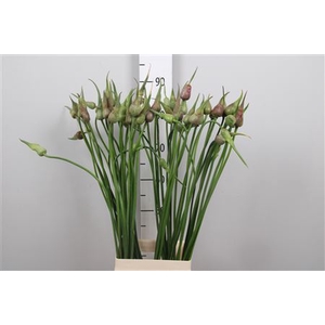 Allium Mystic Merlin
