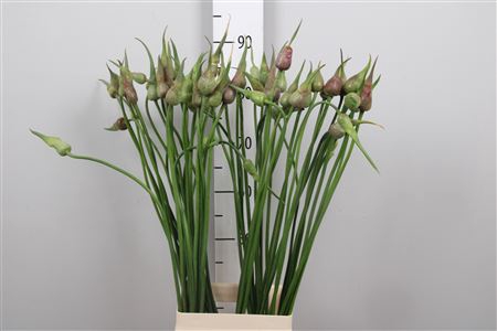 <h4>Allium Mystic Merlin</h4>