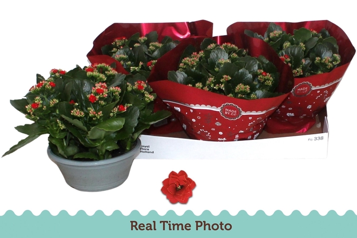 arr8 Kal Ge Don Justino