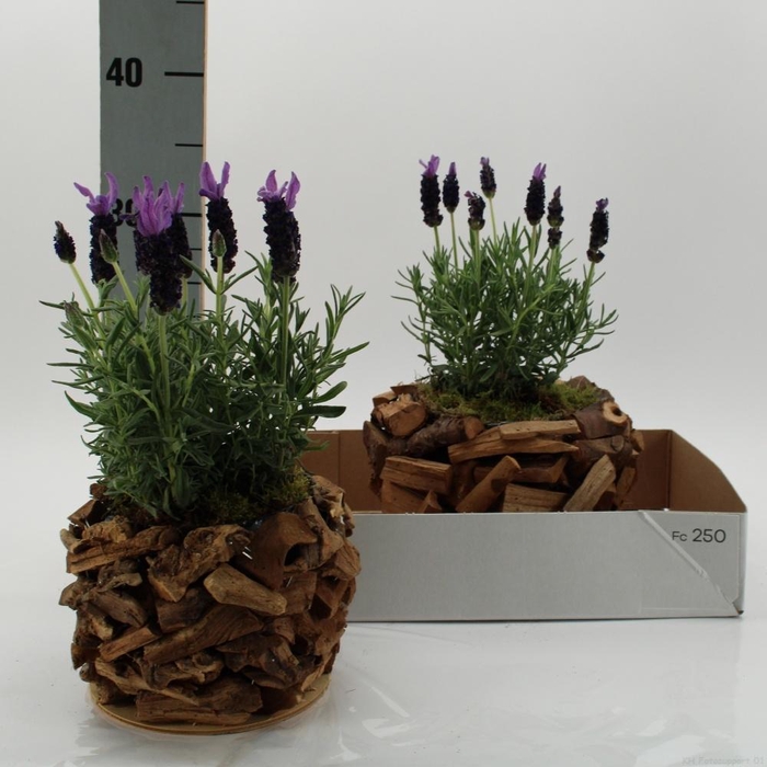 <h4>ARR TUINPLANTEN</h4>