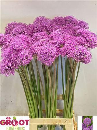 <h4>Allium Gladiator</h4>
