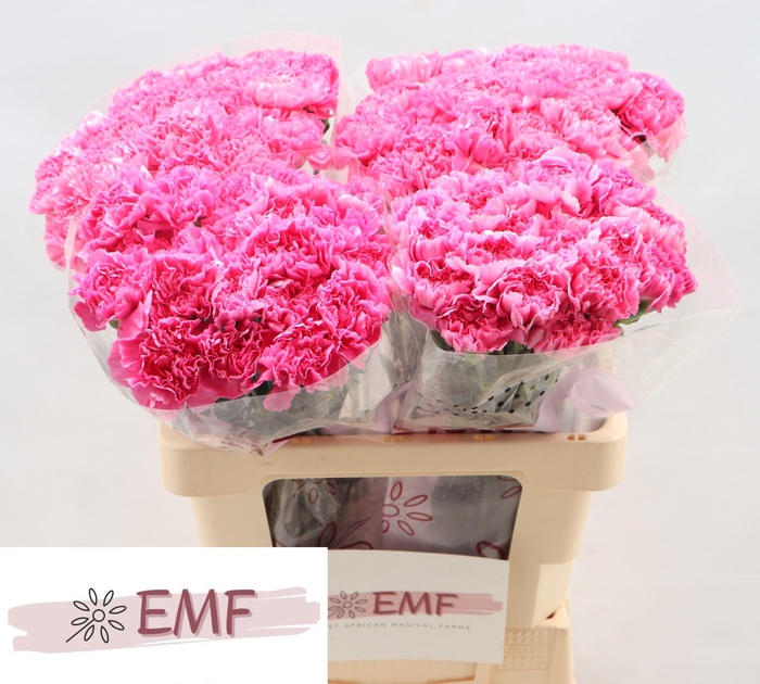 <h4>DI ST TONIC GOLEM</h4>