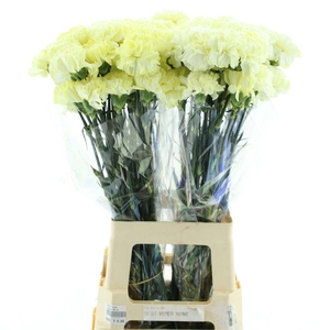 Di St Col Klb H% Cct 126