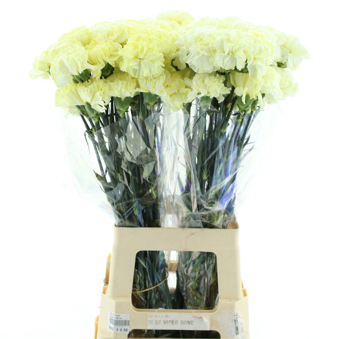 <h4>Di St Col Klb H% Cct 126</h4>