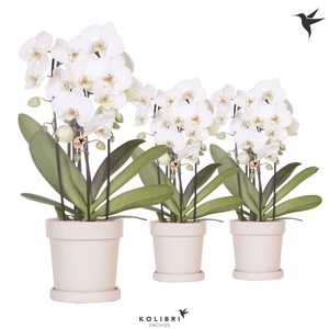 Kolibri Orchids Phalaenopsis Cascade Niagara Fall white 3 spike in Flower pot sand