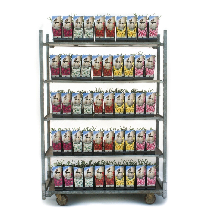 <h4>Old English Garden Beauties 2L</h4>